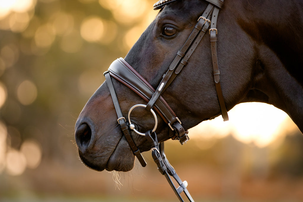 Side profile view of a Bai horse wearing the Lumiere Pippa Hanoverian bridle with a curved crystal browband handcrafted from Austrian stellux crystals in amber and clear tones, matched butter-soft premium leather gel-padded Hanoverian crank noseband and a gel-padded anatomic monocrown headpiece, blurred background.