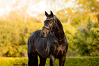 Bai horse wearing the Lumiere Pippa Hanoverian bridle with a curved crystal browband handcrafted from Austrian stellux crystals in amber and clear tones, matched butter-soft premium leather gel-padded Hanoverian crank noseband and a gel-padded anatomic monocrown headpiece, green blurred background.