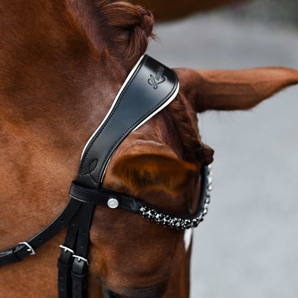 Closeup of a chestnut horse wearing the Lumiere Sibella bridle crafted from luxury leather featuring a browband with black Austrian stellux crystals with gel-padded anatomic monocrown headpiece matte black finishing, blurred background.