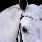 A white horse head wearing a Lumiere bridle with the Lumiere Solitaire multi-dimensional crystal browband — a striking centre row of solitaire-cut Austrian stellux crystals.