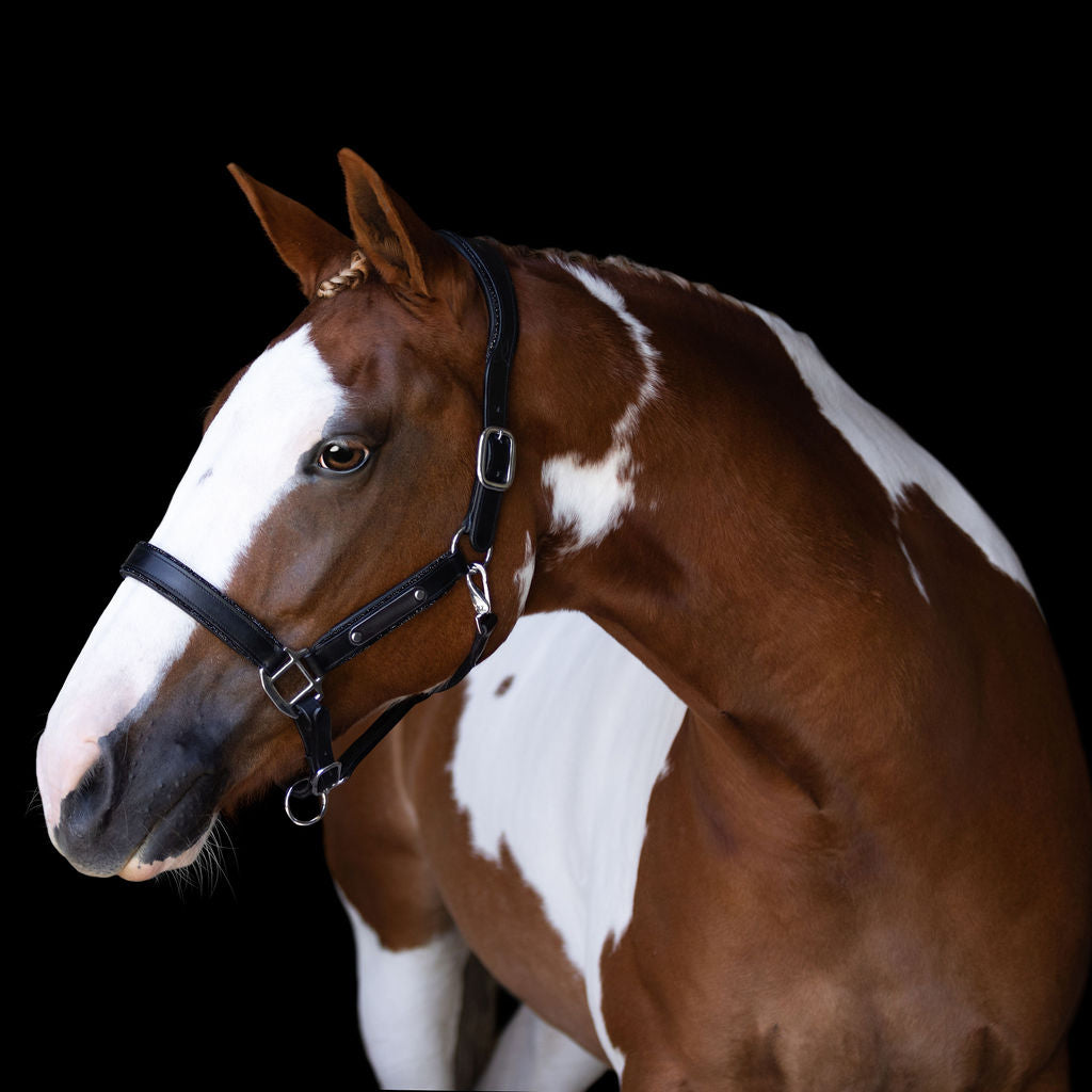 Brown and white horse wearing the Lumiere Vegas halter on a black background