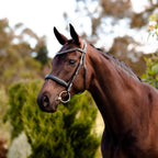 Image of a horse wearing the Lumiere Arcadia leather snaffle bridle, cavesson version