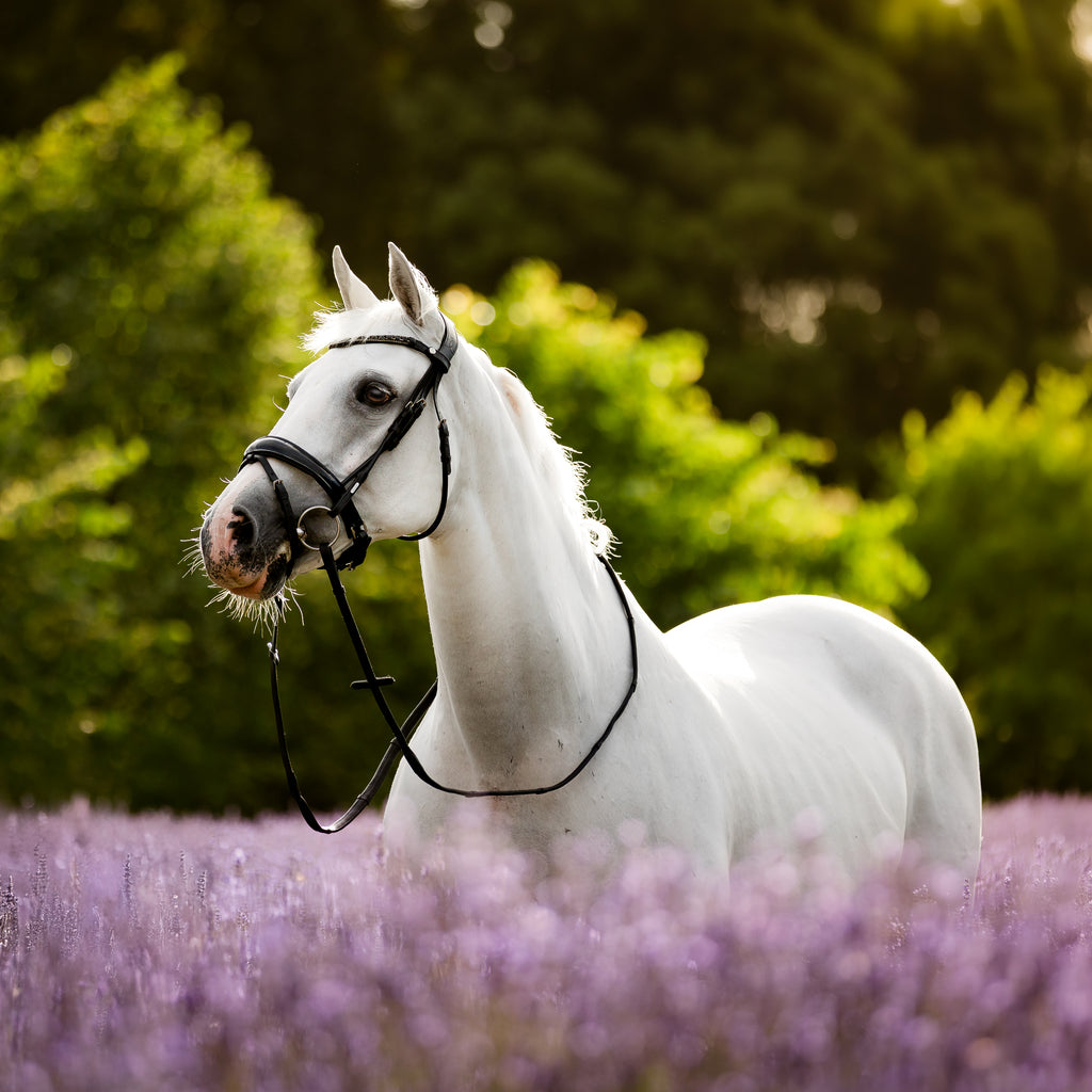 A white horse wearing the Lumiere Audrey bridle crafted from premium leather with deep-drop black solitaire crystal browband, gel-padded anatomic headpiece and gel-padded Hanoverian noseband standing in a lavender field with a soft-focus green forest background.