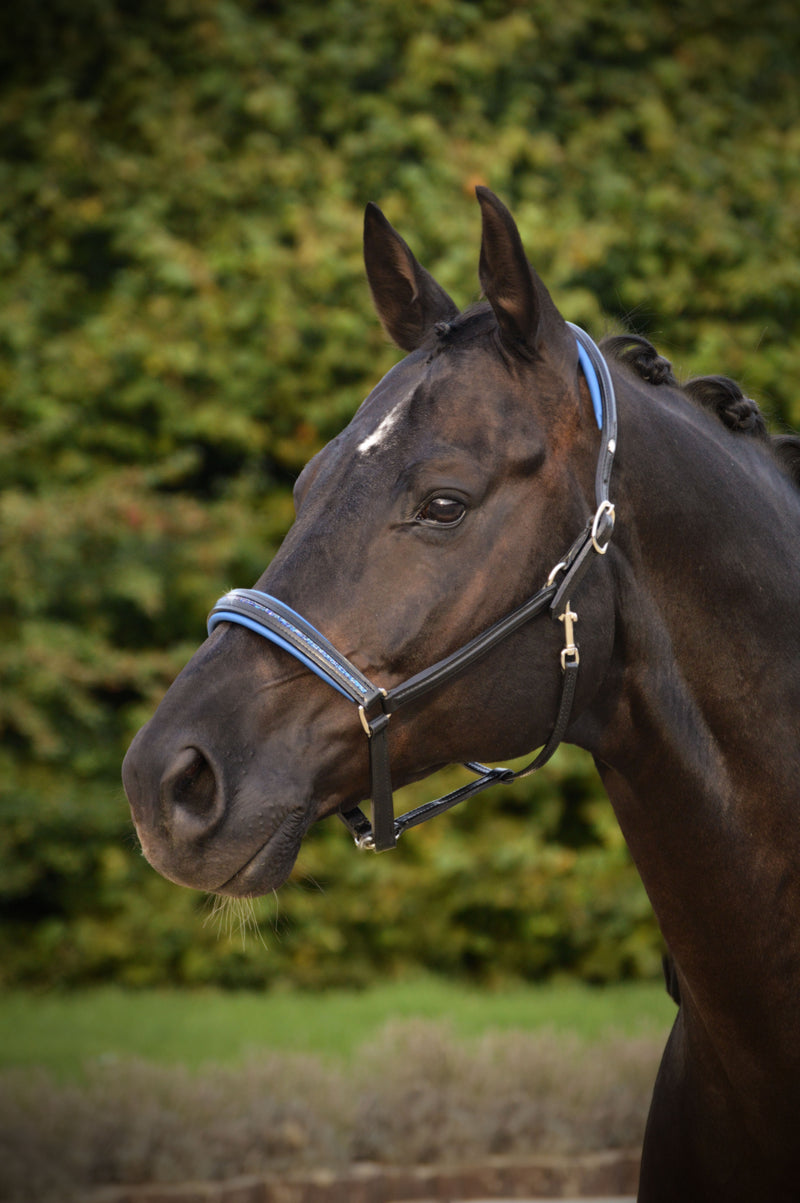HALTERS