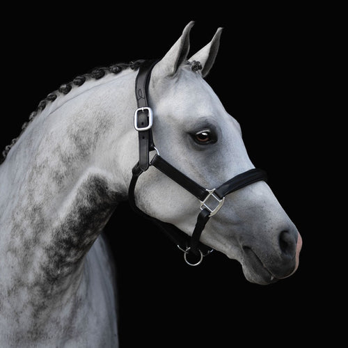 Horse wearing Lumiere Alizé black leather halter – premium equestrian show halter
