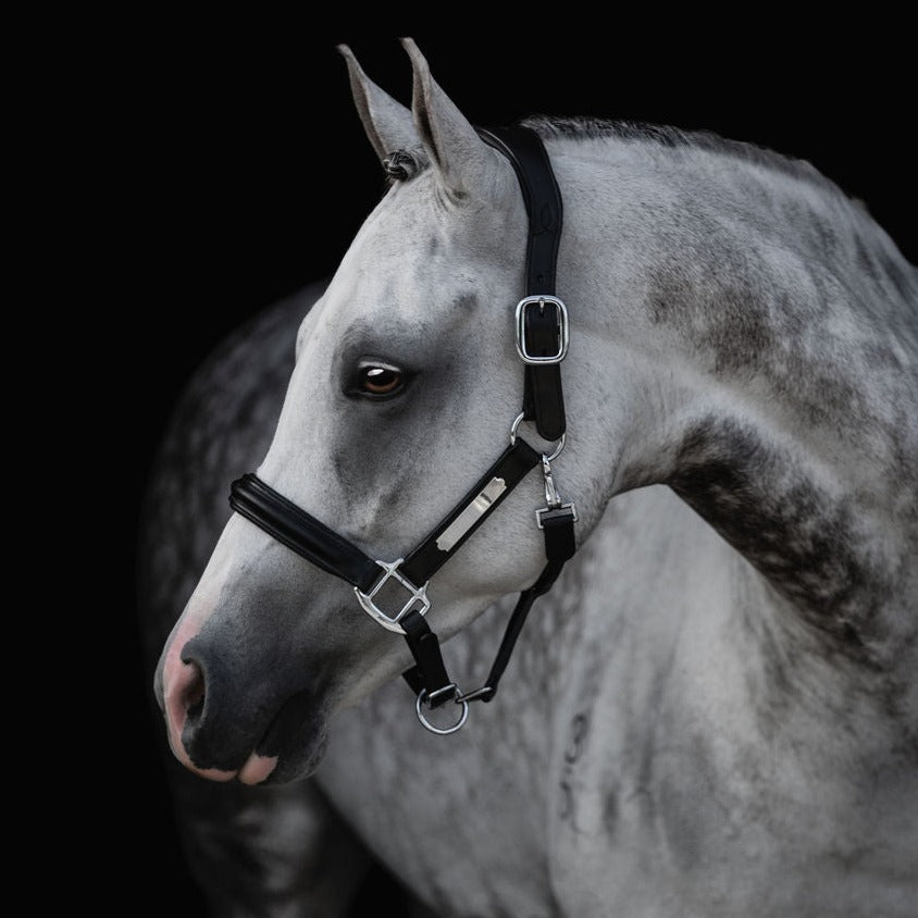 Horse wearing Lumiere Alizé black leather halter – premium equestrian show halter