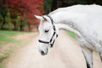 Horse wearing Lumiere Alizé black leather halter – premium equestrian show halter