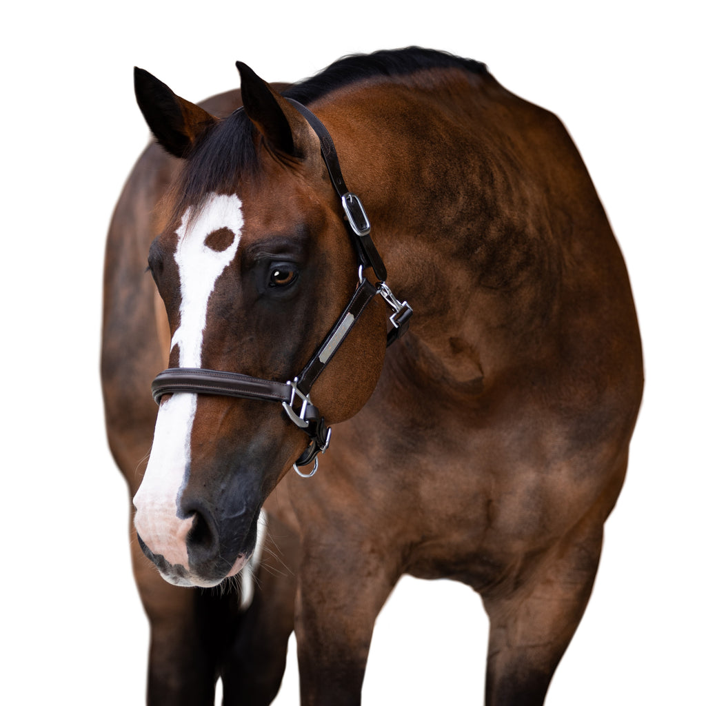 Horse wearing Lumiere Alizé black leather halter – premium equestrian show halter