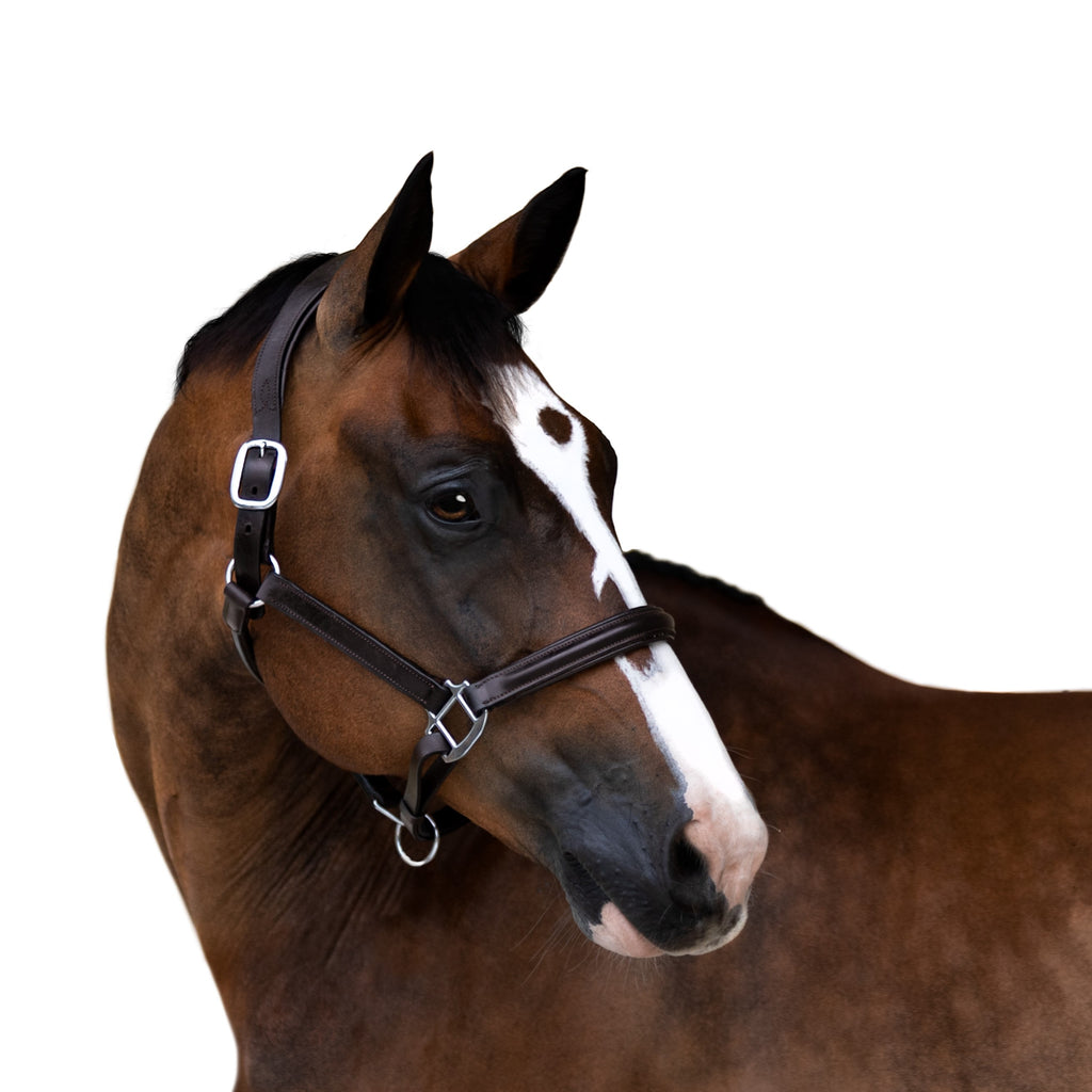 Horse wearing Lumiere Alizé black leather halter – premium equestrian show halter