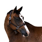 Horse wearing Lumiere Alizé black leather halter – premium equestrian show halter
