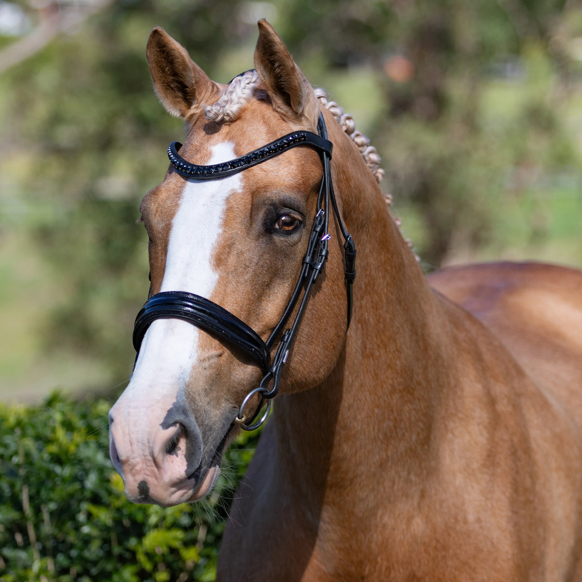 Image of a horse wearing the Lumiere Arcadia snaffle bridle, cavesson variant