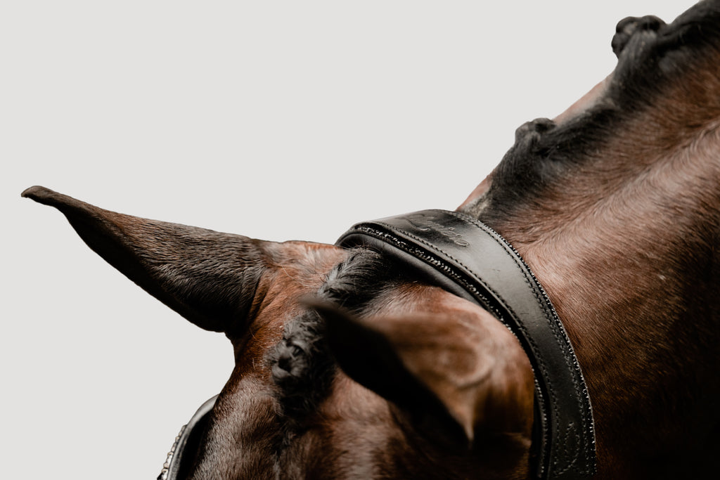 A close-up of the headpiece of the Lumiere Arcadia leather snaffle bridle