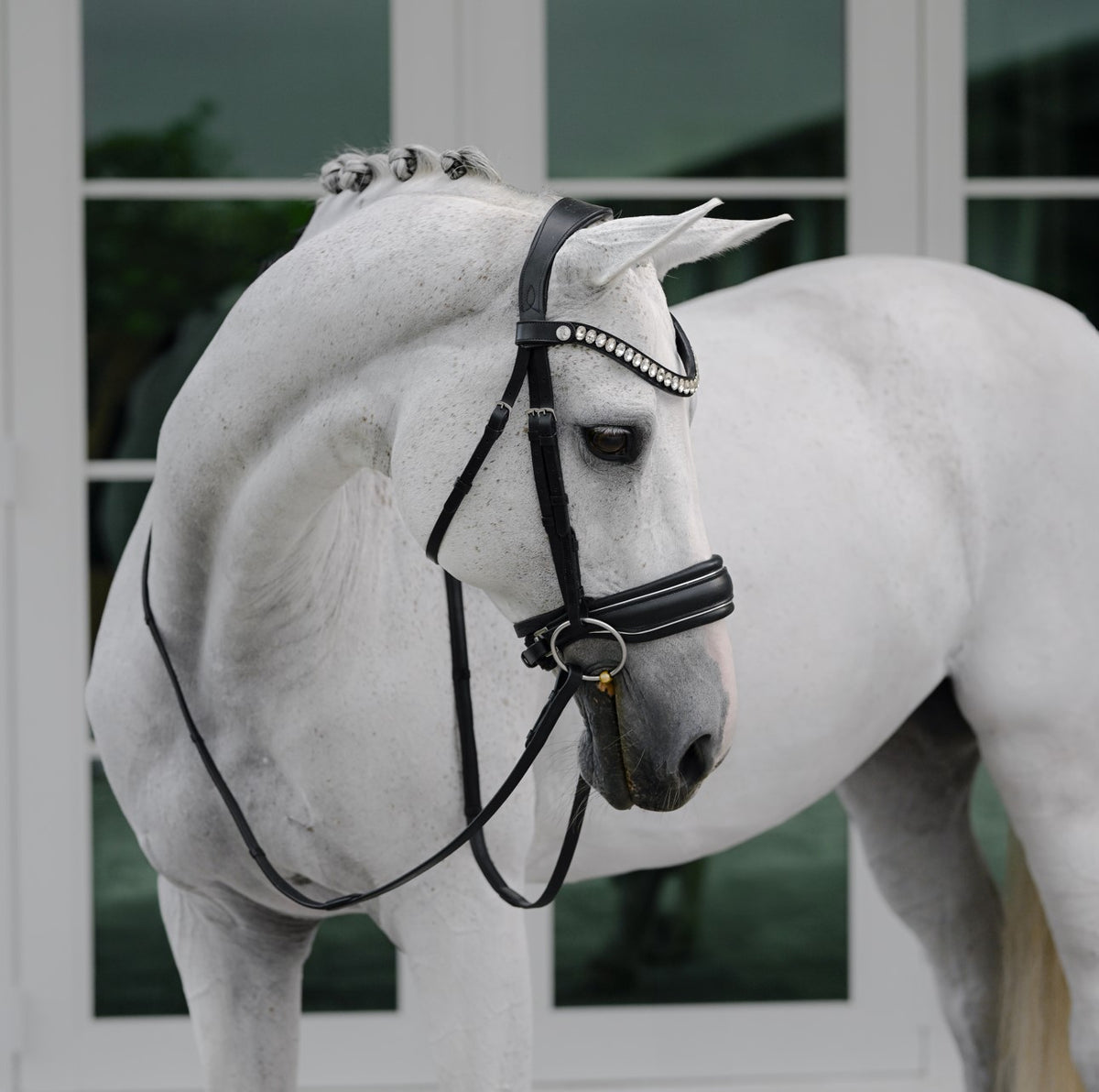 Side view of a Horse wearing Lumiere Diva bridle, premium leather snaffle 