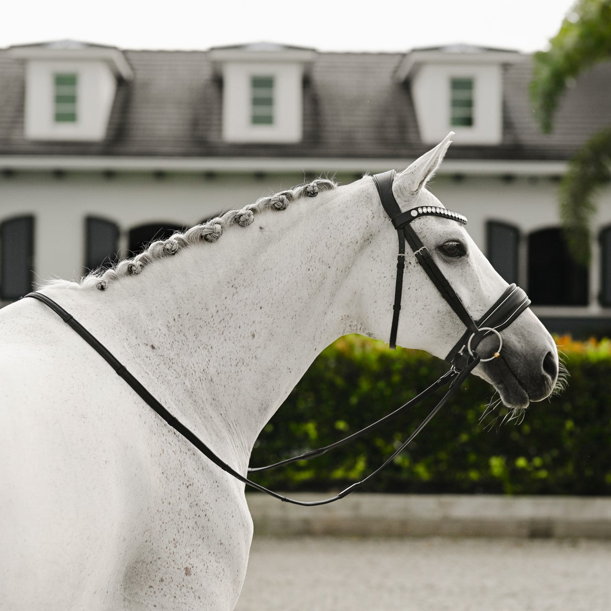 Side view of a Horse wearing Lumiere Diva bridle, premium leather snaffle 